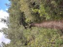 Garrigue de la Clape
